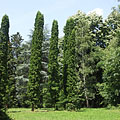 The view of the Arboretum with eastern white cedar trees (Thuja occidentalis) - Gödöllő, ハンガリー
